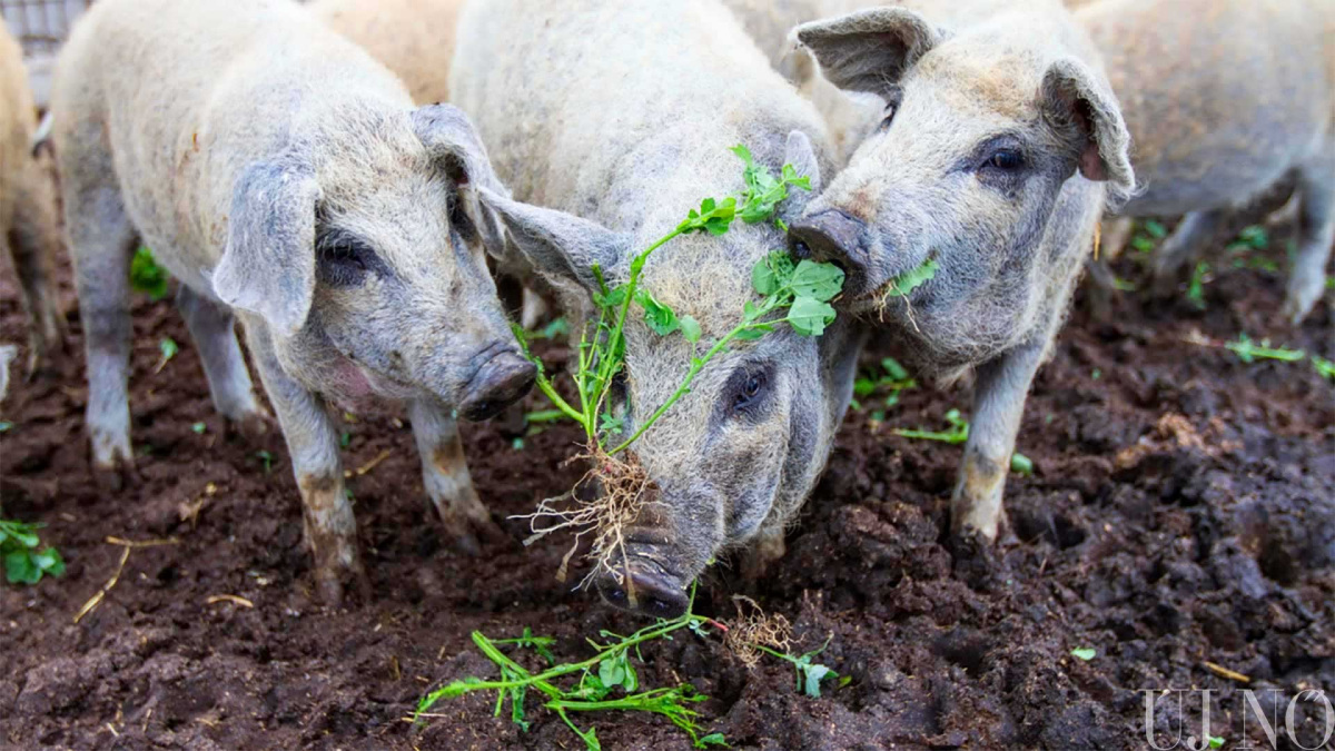 holnap-is-jossz-meselni-mangalica.jpg