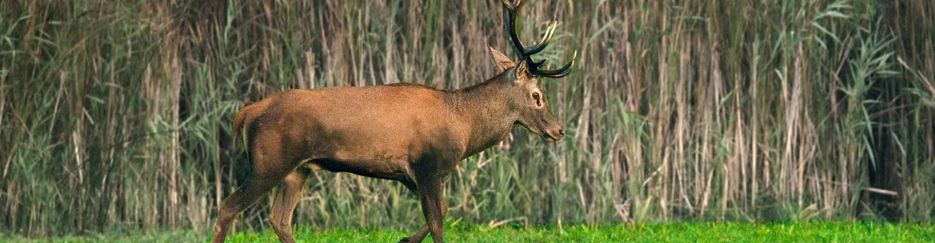 Bambi átvert bennünket