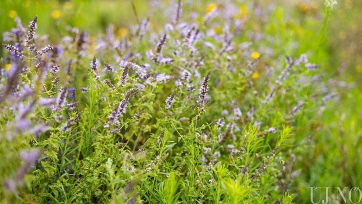 A sokarcú menta