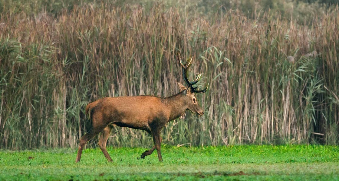 Bambi átvert bennünket